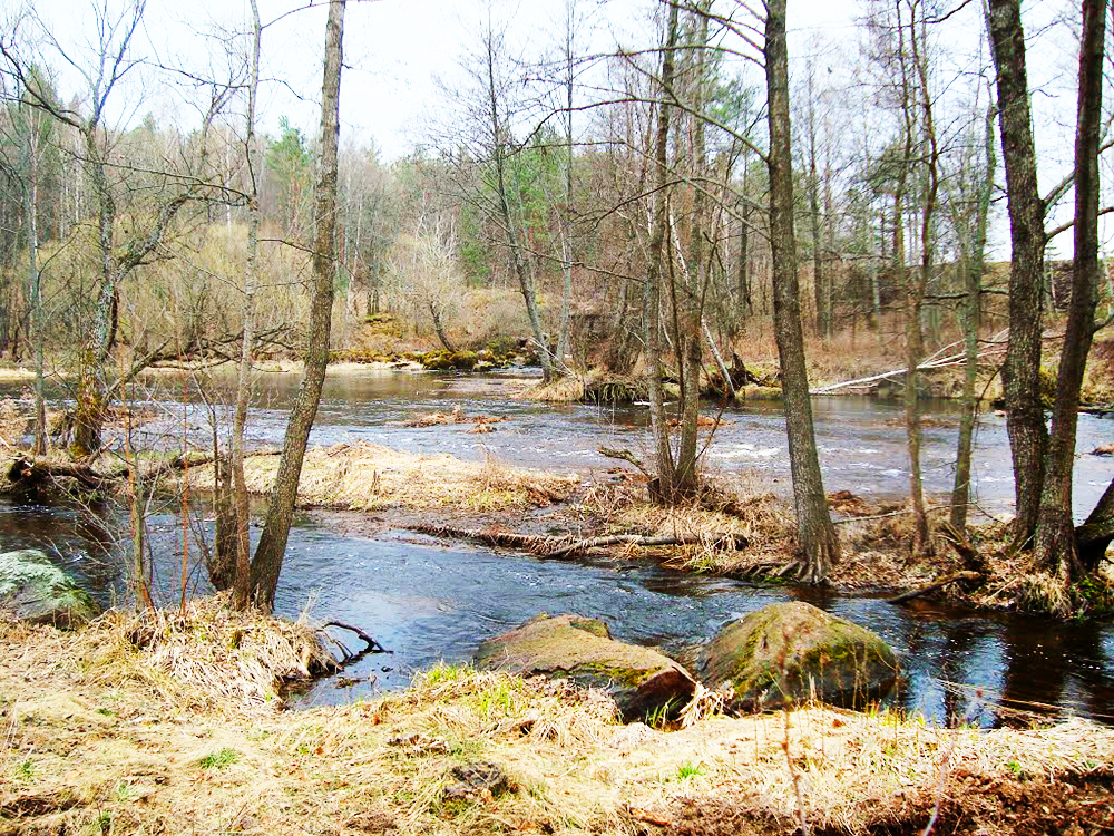 Річка Жерев за кілька кілометрів від Повчанської ГЕС